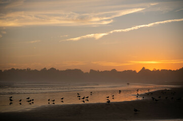 Golden Coastal Sunset with Shorebirds and Silhouettes on the Bea