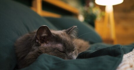 Fototapeta na wymiar Peaceful grey cat slumbering deeply, nestled comfortably on soft green blanket, basking in warm lamplight within tranquil bedroom interior. Cozy place to relax, pets concept