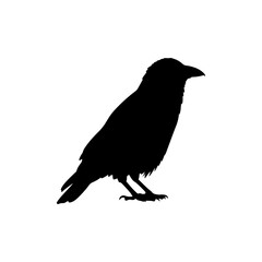 Fototapeta premium crow silhouette icon vector flat design.
