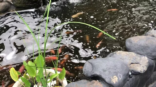red tilapia fish swimming in groups in the pond