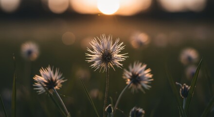 Dandelion Seed Head Glowing in the Sunset Light