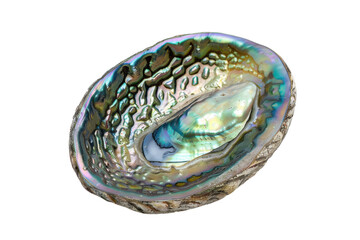 A vibrant oyster shell showcasing iridescent colors and intricate textures, displayed elegantly against a clean background isolated on transparent background