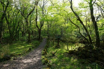 beautiful forest pathway in the mild sunlight