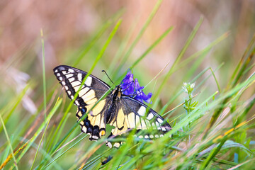 Old world swallowtail butterfly on a Tufted vetch  flower in a meadow