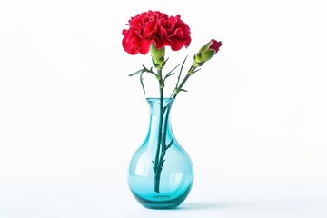 Fototapeta premium A vibrant red carnation stands elegantly in a bright turquoise vase against a clean white backdrop isolated on transparent background