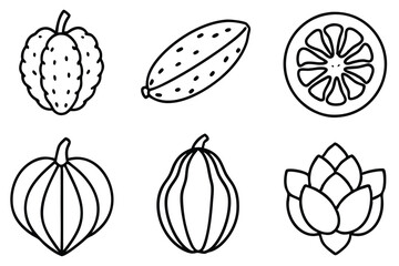 morinda line art detailed natural healing foliage outline