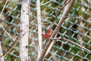 ペアで
食事中の可愛いベニマシコ（アトリ科）
英名学名：Long-tailed Rosefinch (Uragus sibiricus)
神奈川県清川村、早戸川林道-2025年
