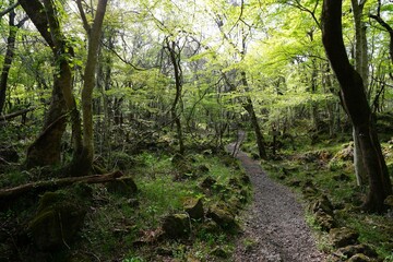 Obraz premium beautiful forest pathway in the mild sunlight