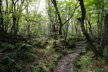 mossy rocks and old trees in wild forest