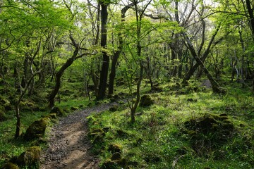 beautiful forest pathway in the mild sunlight