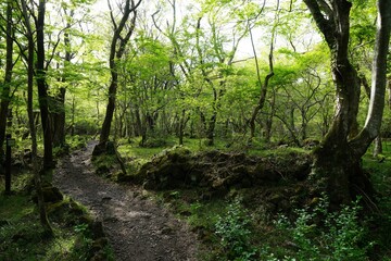 Fototapeta premium mossy rocks and old trees in wild forest