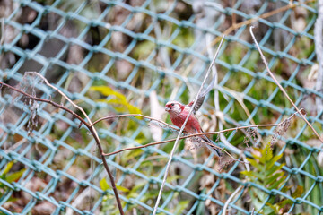 ペアで
食事中の可愛いベニマシコ（アトリ科）
英名学名：Long-tailed Rosefinch (Uragus sibiricus)
神奈川県清川村、早戸川林道-2025年

