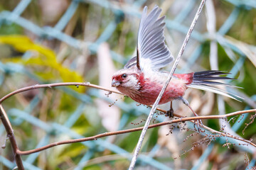 ペアで
食事中の可愛いベニマシコ（アトリ科）
英名学名：Long-tailed Rosefinch (Uragus sibiricus)
神奈川県清川村、早戸川林道-2025年
