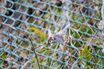 ペアで
食事中の可愛いベニマシコ（アトリ科）
英名学名：Long-tailed Rosefinch (Uragus sibiricus)
神奈川県清川村、早戸川林道-2025年
