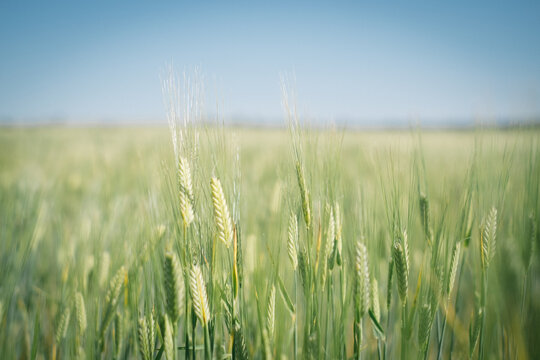 A barley crop in head in Spring in the Wheatbelt of Western Australia