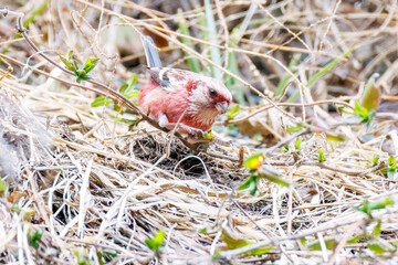 ペアで
食事中の可愛いベニマシコ（アトリ科）
英名学名：Long-tailed Rosefinch (Uragus sibiricus)
神奈川県清川村、早戸川林道-2025年
