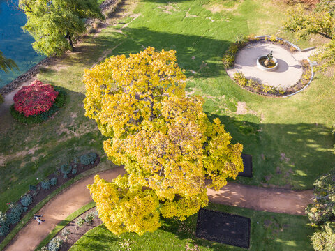 Looking down on a park with a large Autumn tree and fountain