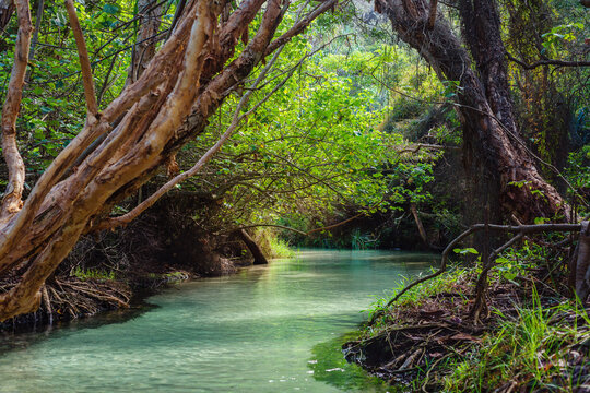 freshwater stream, Eli Creek, Fraser Island