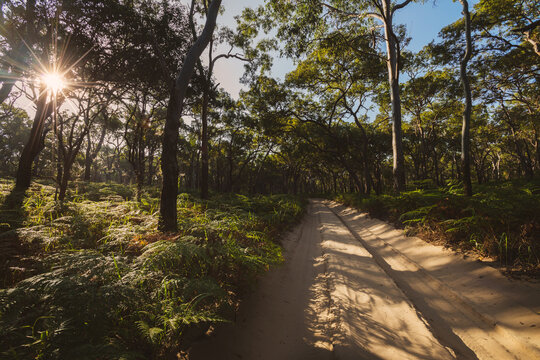 inland rainforest scenes on Fraser Island