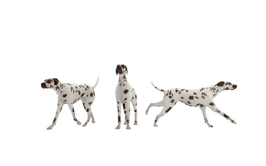 Dalmatians with multiple poses