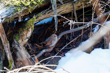 可愛いカヤクグリ（イワヒバリ科）
英名学名：Japanese Accentor (Prunella rubida)
神奈川県清川村、早戸川林道-2025年
