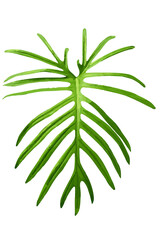 vector illustration of a leaf