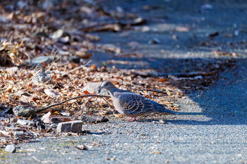 美しいキジバト（ハト科）
英名学名：Oriental turtle dove (Streptopelia orientalis, family comprising pigeons)
神奈川県清川村、早戸川林道-2025年
