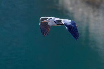 飛翔する美しいアオサギ（サギ科）
英名学名：Grey Heron (Ardea cinerea)
神奈川県清川村、早戸川林道-2025年
