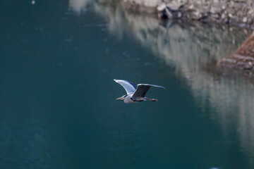 飛翔する美しいアオサギ（サギ科）
英名学名：Grey Heron (Ardea cinerea)
神奈川県清川村、早戸川林道-2025年
