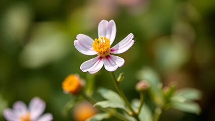 pink and white flower