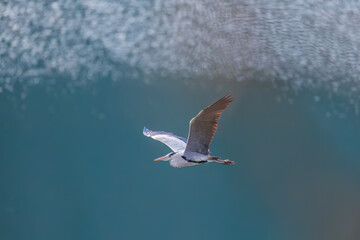 飛翔する美しいアオサギ（サギ科）
英名学名：Grey Heron (Ardea cinerea)
神奈川県清川村、早戸川林道-2025年
