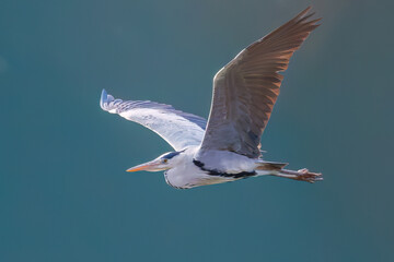 飛翔する美しいアオサギ（サギ科）
英名学名：Grey Heron (Ardea cinerea)
神奈川県清川村、早戸川林道-2025年
