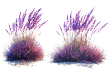 Two different images of the same purple grass bush, with a transparent background