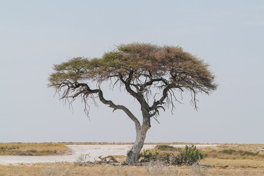 Akazienbaum alleinstehend im Etosha Nationalprk