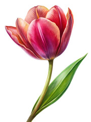 Elegant Botanical Illustration of a Vibrant Red and Yellow Tulip Flower