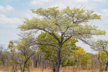 Silver cluster-leaf in spring foliage