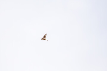 さえずりながら飛翔する美しいヒバリ（ヒバリ科）
英名学名：Eurasian skylark (Alauda arvensis, family comprising skylarks)
群馬県太田市利根川河川敷-2025年
