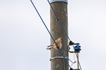 Fototapeta premium ペアで仲良くしている 美しいモズ（モズ科） 英名学名：Bull-headed shrike (Lanius bucephalus, family comprising shrike) 群馬県太田市利根川河川敷-2025年 