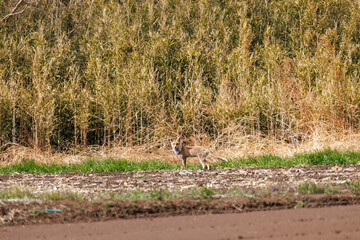葦原を走る
美しいホンドギツネ（イヌ科）
英名学名：Japanese Red Fox (Mustela itatsi)
群馬県太田市利根川河川敷-2025年
