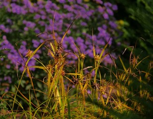 Star shaped dry races of faded flowers or grasses, in the strong blurred background, bright blue flowering flowered from asters in the season