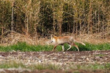 葦原を走る
美しいホンドギツネ（イヌ科）
英名学名：Japanese Red Fox (Mustela itatsi)
群馬県太田市利根川河川敷-2025年
