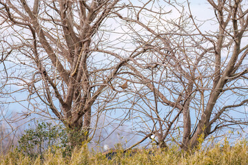 木の上に逃げ出したニホンキジ（キジ科）
日本の国鳥である。
英名学名：Japanese Pheasant (Phasianus versicolor, family comprising Phasianus pheasant)
群馬県太田市利根川河川敷-2025年
