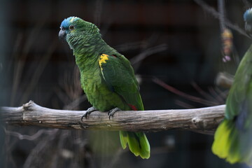 Blaustirnamazone auf Ast