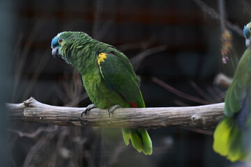 Blaustirnamazone auf Ast