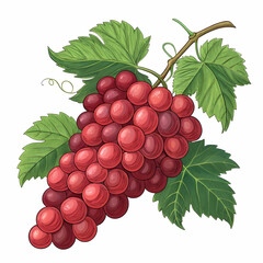 Fototapeta premium a drawing of red grapes with green leaves illustra