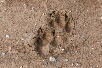 畑地に残るキツネの足跡。
美しいホンドギツネ（イヌ科）
英名学名：Japanese Red Fox (Mustela itatsi)
群馬県太田市利根川河川敷-2025年
