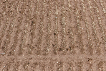 畑地に残るキツネの足跡。
美しいホンドギツネ（イヌ科）
英名学名：Japanese Red Fox (Mustela itatsi)
群馬県太田市利根川河川敷-2025年
