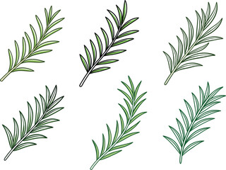 Obraz premium Rosemary herb leaves illustration set