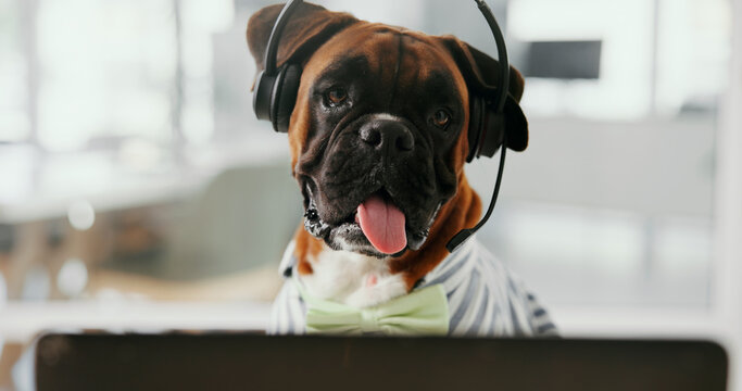 Dog, portrait and call center with headset for pet insurance, service or online advice at office. Canine, agent and mic with technology for vet consultation, animal health or assistance at workplace