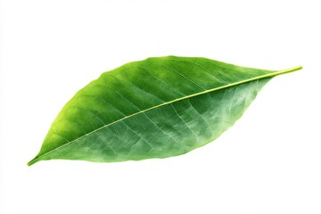 Obraz premium Single green leaf close up isolated on white background